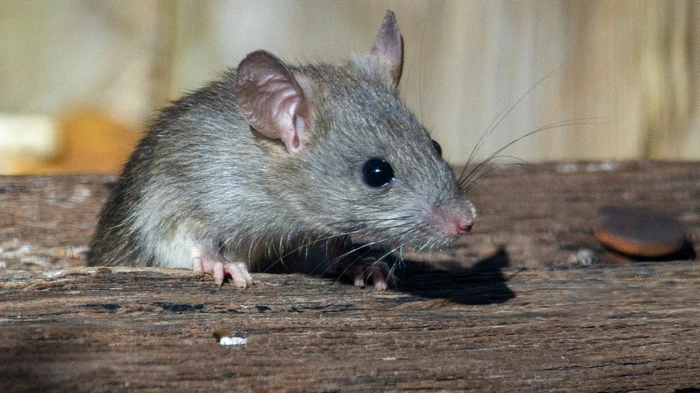 Gnagere ut av hønsehus og fjøs for godt: en gammel landlig metode som fungerer uten feil