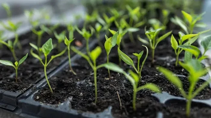 Hva du skal så i februar: en komplett liste over avlinger til grønnsakshagen og blomsterbedet