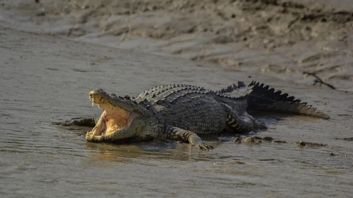 Hva er forskjellen mellom en krokodille og en alligator: Hvor er de farlige rovdyrene?