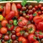 populaere-tomatsorter-som-ikke-levde-opp-til-forventningene-og-her.webp.webp