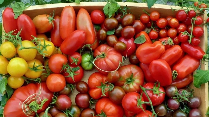 Populære tomatsorter som ikke levde opp til forventningene, og her er hvorfor